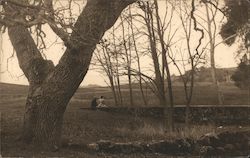 Queeners, Stanford University Postcard