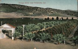Orange Grove Porterville, CA Postcard Postcard Postcard
