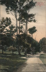 Cypress Trees on 17 Mile Drive Postcard