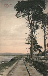 Cypress Trees - Railroad Tracks Postcard