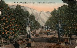 Oranges and Snowfields San Rafael, CA Postcard Postcard Postcard
