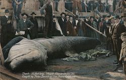 Caught by Peter Borcich - Shark: 32 feet long, weight 7 ton or 14,000 lbs. Postcard