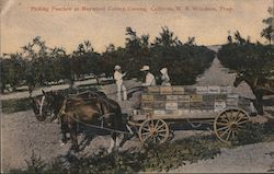 Picking Peaches at Maywood Colony Postcard