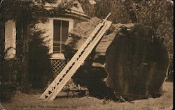 Original Big Tree Postcard