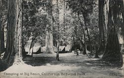 Camping at Big Basin, California Redwood Park Postcard