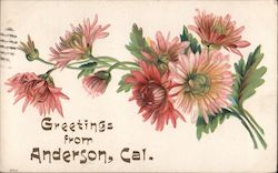 Chrysanthemum - Greetings Postcard