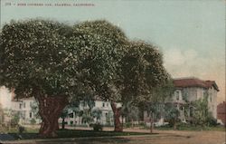 Rose Covered Oak Alameda, CA Postcard Postcard Postcard