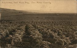 Artichokes, San Mateo County Postcard