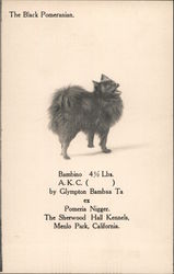 The Black Pomeranian - Bambino, Sherwood Hall Kennels Postcard