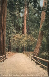 Butano Grove, San Mateo County Postcard