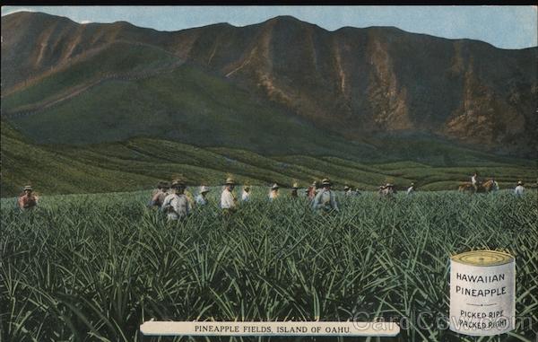 Pineapple Fields, Island of Oahu - Farm workers in a pineapple field Hawaii