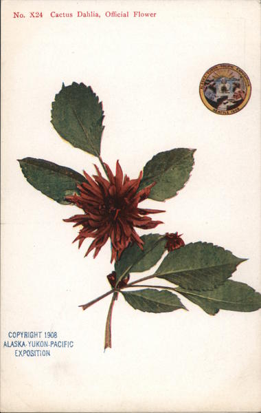 No. X24 Cactus Dahlia, Official Flower 1909 Alaska Yukon-Pacific Exposition