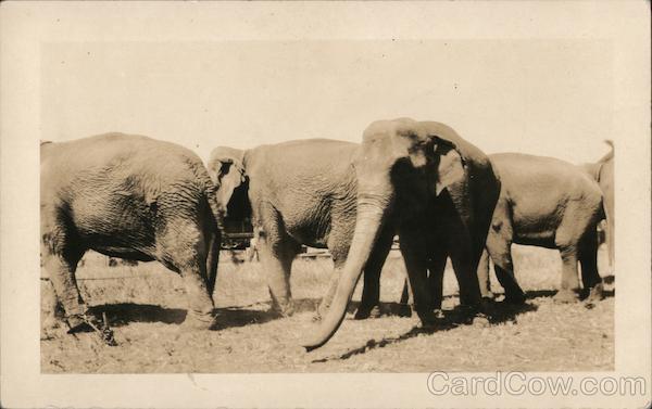 Elephants at the Circus Medford Oregon