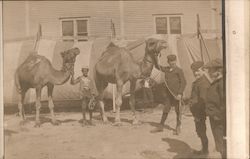 Boys With Camels Postcard