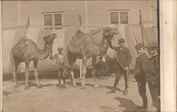 Boys With Camels Circus Postcard Postcard Postcard