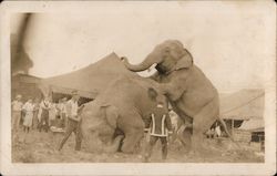 Performing Elephants, Hagenbeck-Wallace Circus Postcard