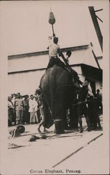 Circus Elephant Postcard