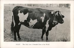 Dolly - The Only Live 2 Headed Cow in the World Postcard