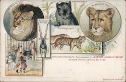 Lions and Tigers from Barnum & Bailey's Circus Postcard