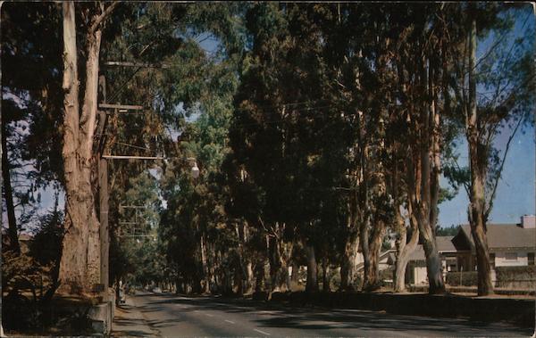 Eucalyptus trees on El Camino Real, Kings Highway, on the Path of the Padres linking all missions from San Diego to Sonoma, Burlingame, California