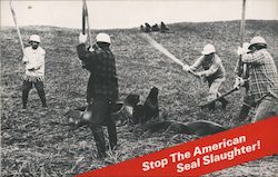 Stop the American Seal Slaughter Postcard