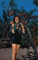 Red Delicious Apples The Pajaro Valley is the Apple Capital of California Postcard