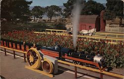 The Oakland Acorn Postcard