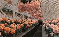 Greenhouse Postcard