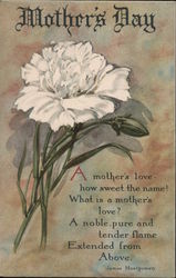 Mother's Day - White Carnation Postcard Postcard Postcard