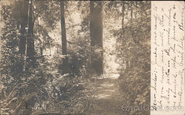 Path in the woods, near a camping spot, Probably Los Gatos/Saratoga California
