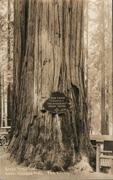 Redwood Dedicated to the American Green Cross Society Leggett California