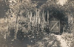 An Overgrown Garden and a Wood Gate Postcard