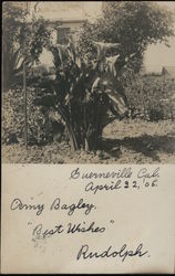 A Large Plant in a Yard Guerneville, CA Postcard Postcard Postcard