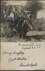 A Large Plant in a Yard Postcard