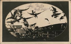 Seagulls at Goat Island Birds Postcard Postcard Postcard