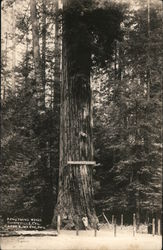 Armstrong Woods Postcard