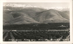 Orange Groves, Success Valley Postcard