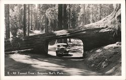 Tunnel Tree - Sequoia Nat'l Park Sequoia & Kings Canyon National Parks Postcard Postcard Postcard