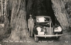 "Auto Tree", Over 300 Ft. High Big Basin, CA Postcard Postcard Postcard