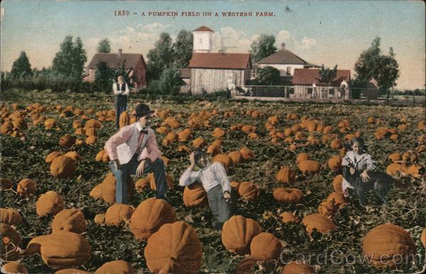 A Pumpkin Field on a Western Farm San Francisco California