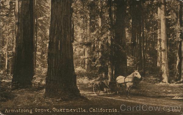Horse and Buggy, Armstrong Grove Guerneville California