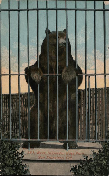 Bear in Golden Gate Park San Francisco California