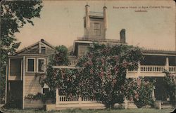 Rose Tree in Bloom at Agua Caliente Springs Postcard
