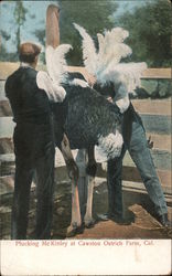 Plucking McKinley at Cawston Ostrich Farm Los Angeles, CA Postcard Postcard Postcard