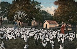 Chicken Ranch Postcard
