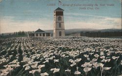 Acres of Callas Blooming the Year 'round Postcard
