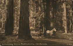 Horse and Buggy, Armstrong Grove Guerneville, CA Postcard Postcard Postcard