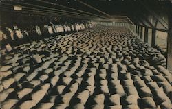 Millions of Sacks of California Wheat Postcard