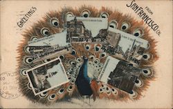 Greetings from San Francisco Peacock Multi-View Postcard