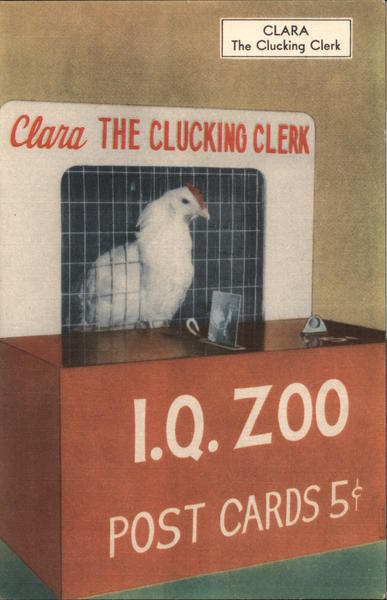 I.Q. Zoo - Clara the Clucking Clerk Hot Springs Arkansas